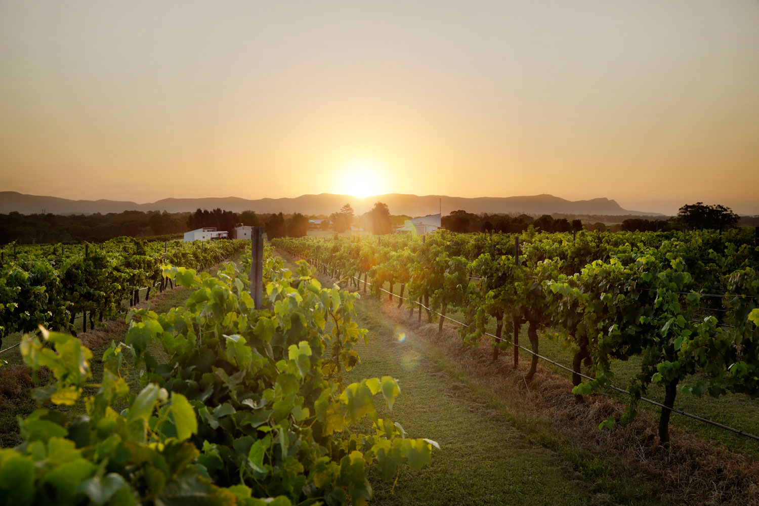 Adina Vineyard and Olive Grove