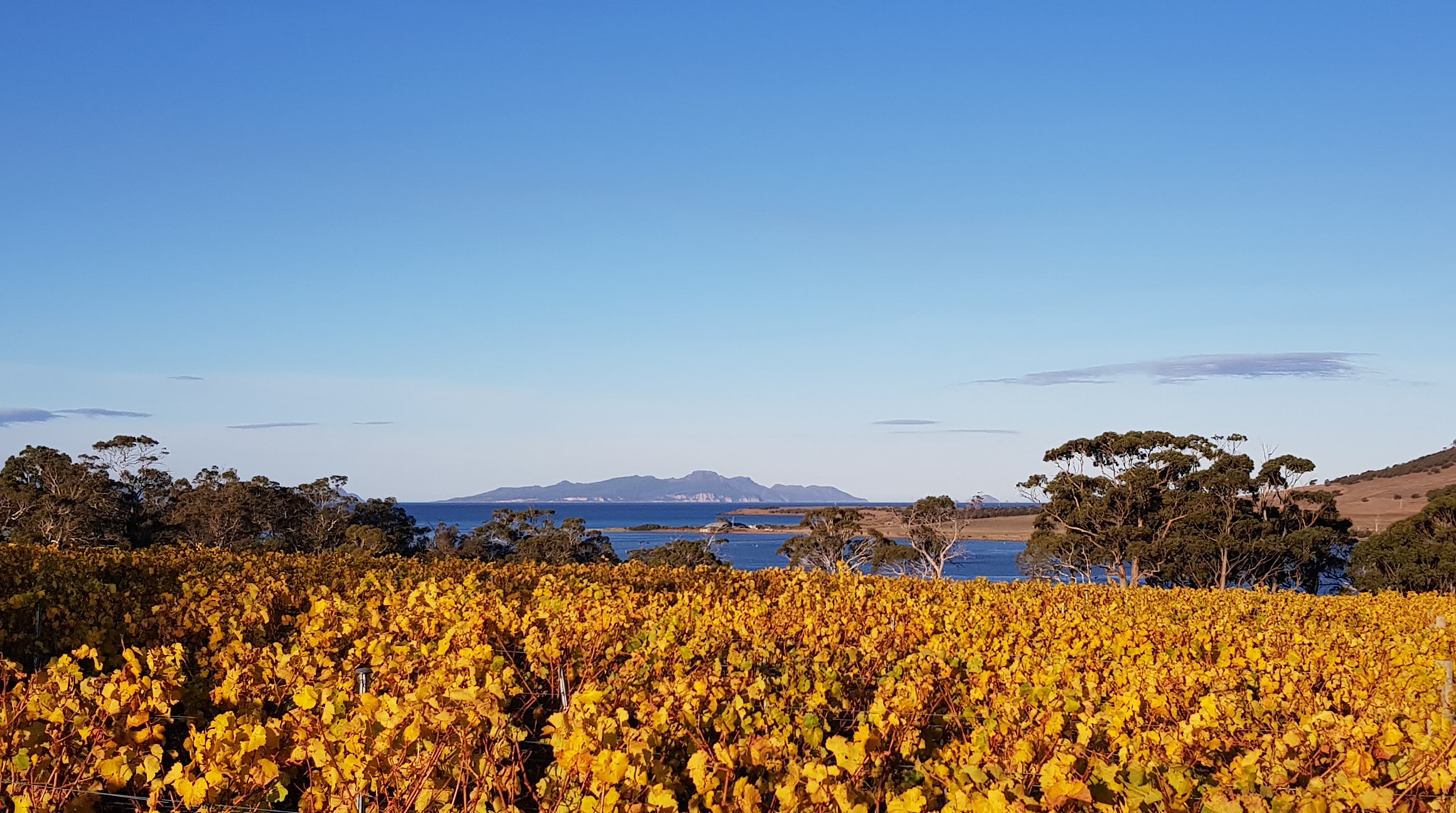 Boomer Creek Vineyard