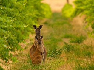 Kangaroo Island