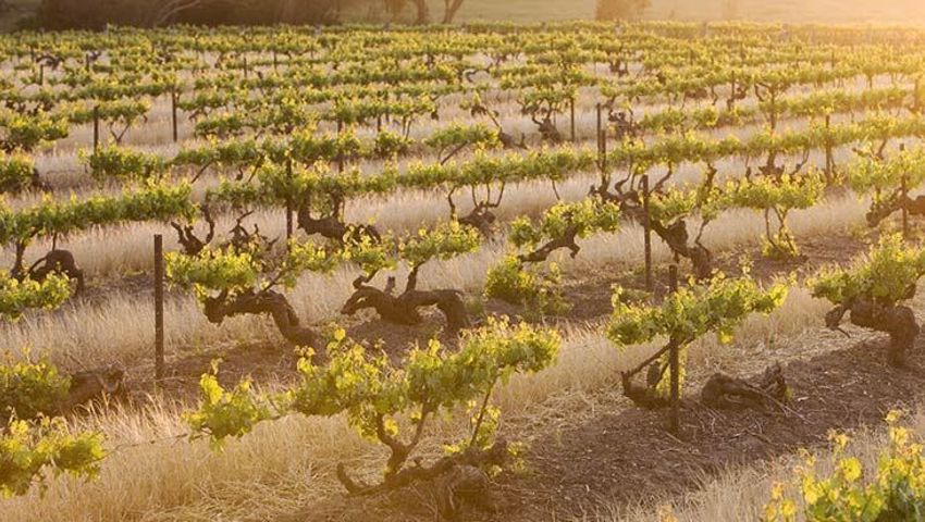 Penfolds Barossa Valley3