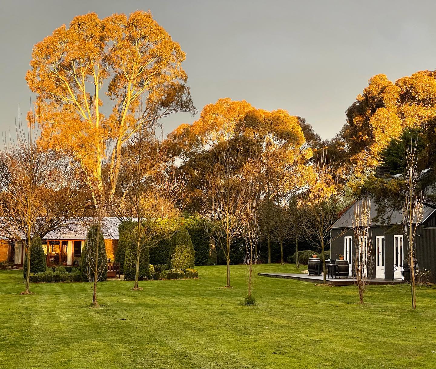 Heart of Gold Vineyard