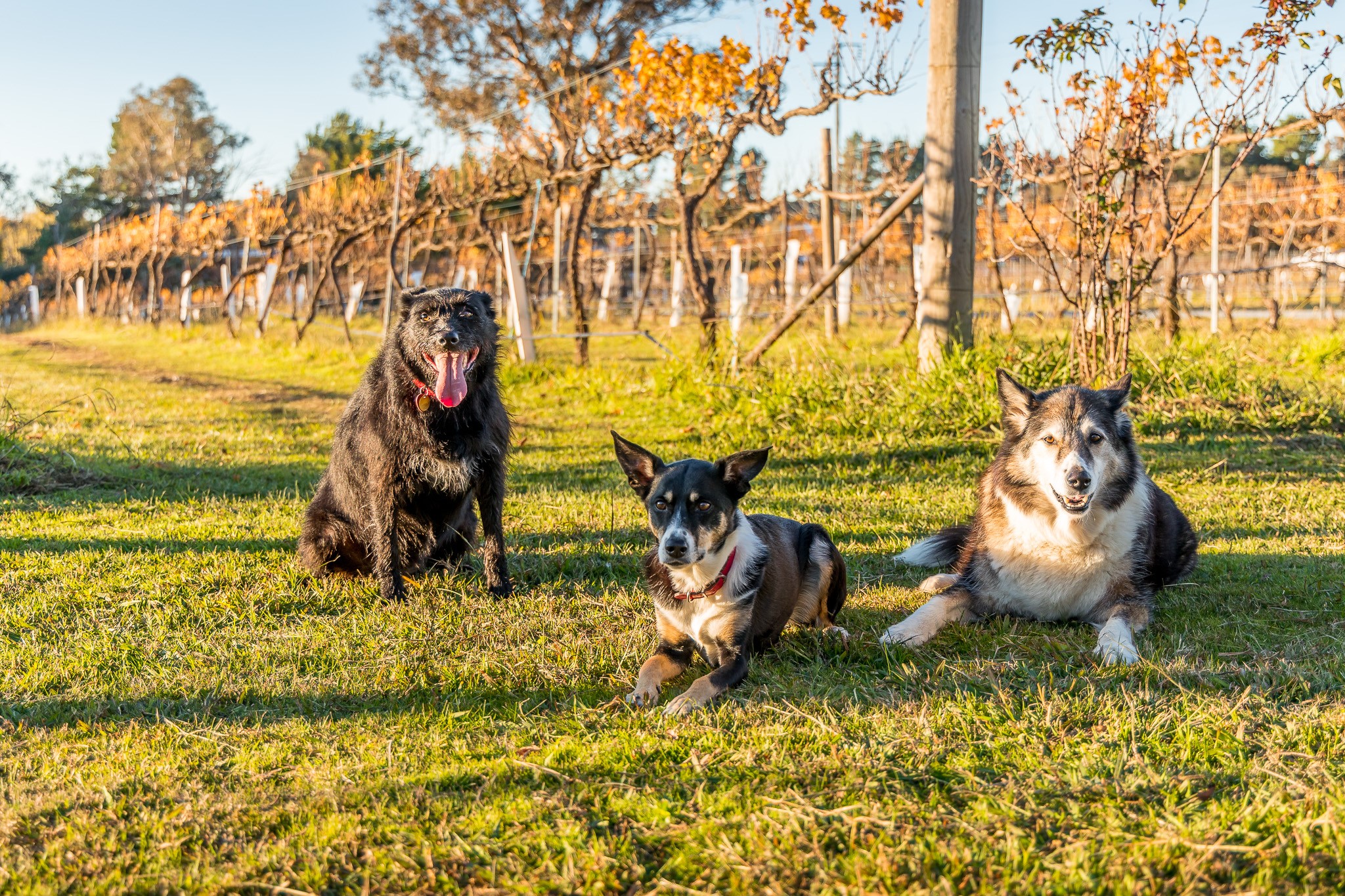 Murrumbateman Winery