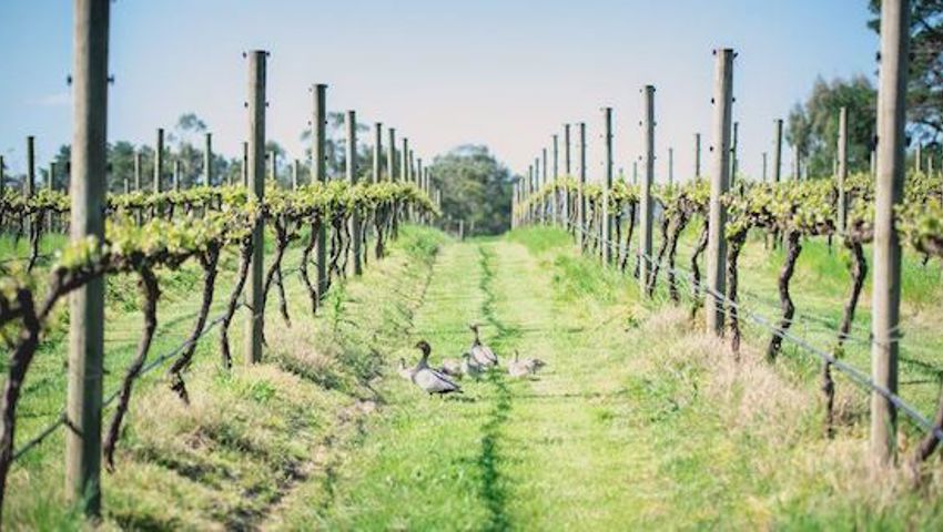 Wild Cattle Creek Estate4