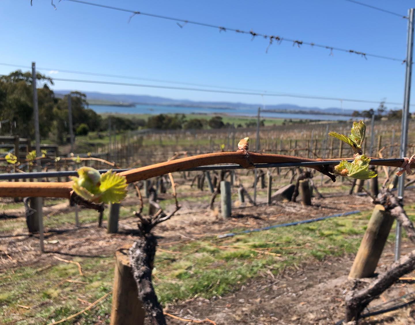 Coal Valley Vineyard