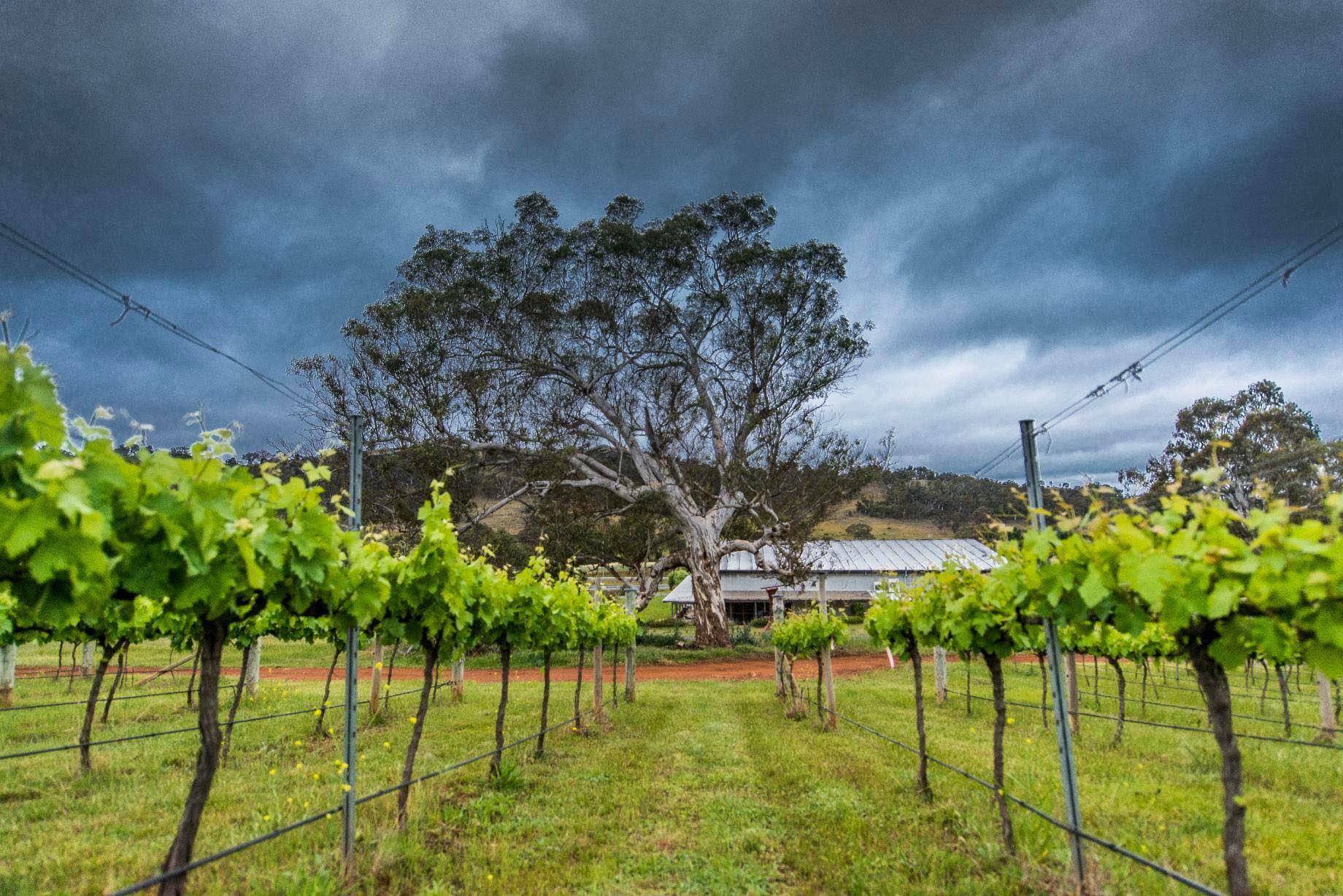 Mount Majura Vineyard