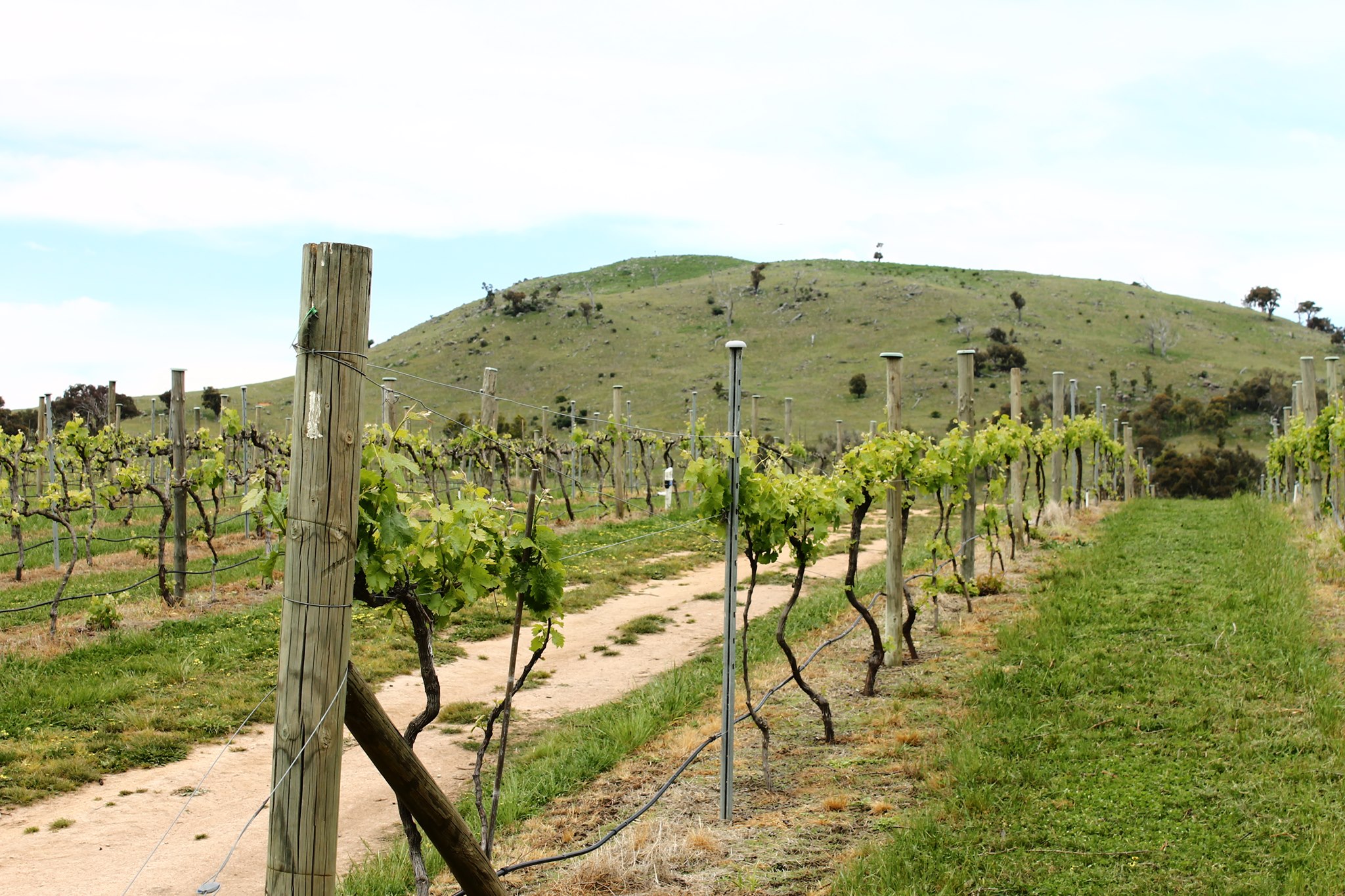 Surveyors Hill Vineyards